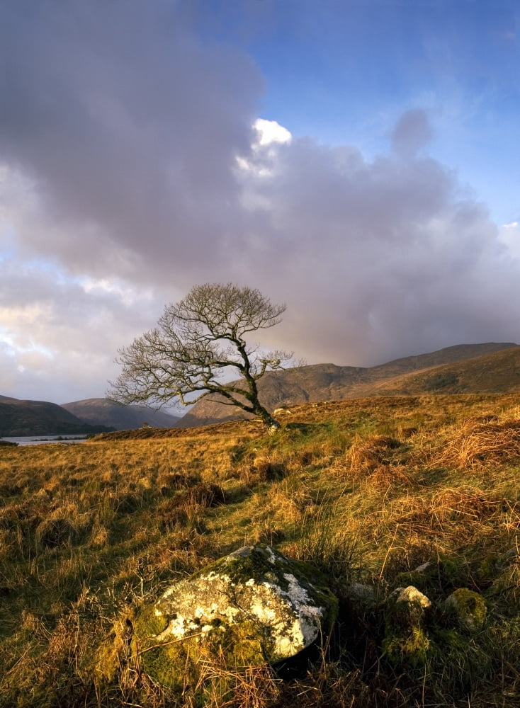 Glenveagh National Park County Donegal Ireland Lone Tree In Field Canvas Art - Peter McCabe Design Pics (12 x 16)
