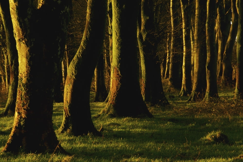 Glenville Woods County Cork Ireland Tree Trunks In Forest Canvas Art - Richard Cummins Design Pics (36 x 24)