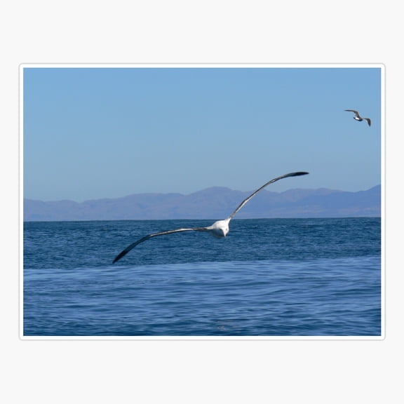 Gliding In Ocean Motion Sticker