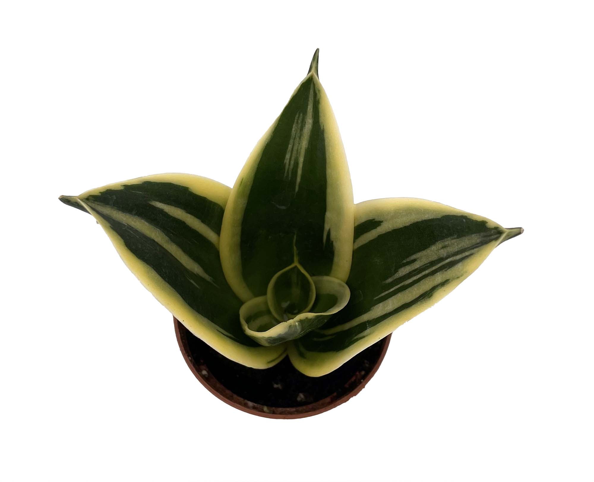 Glimmering Star Snake Plant - Sansevieria - 2.5" Pot - Walmart.com
