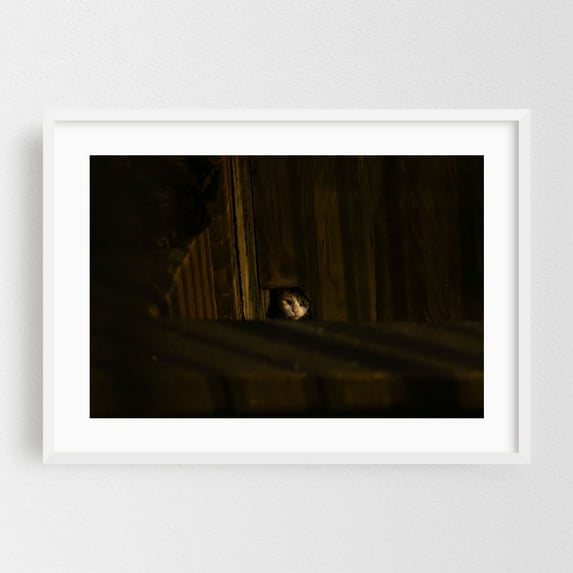 Glimpse Through the Boards - Brooklyn New York Photography Cat Animal Moody Abandoned Rustic Gothic Mystical White Framed Wall Art Print 20 x 30 inches