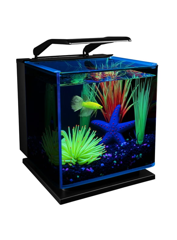 Betta Fish Tanks in Fish Tanks