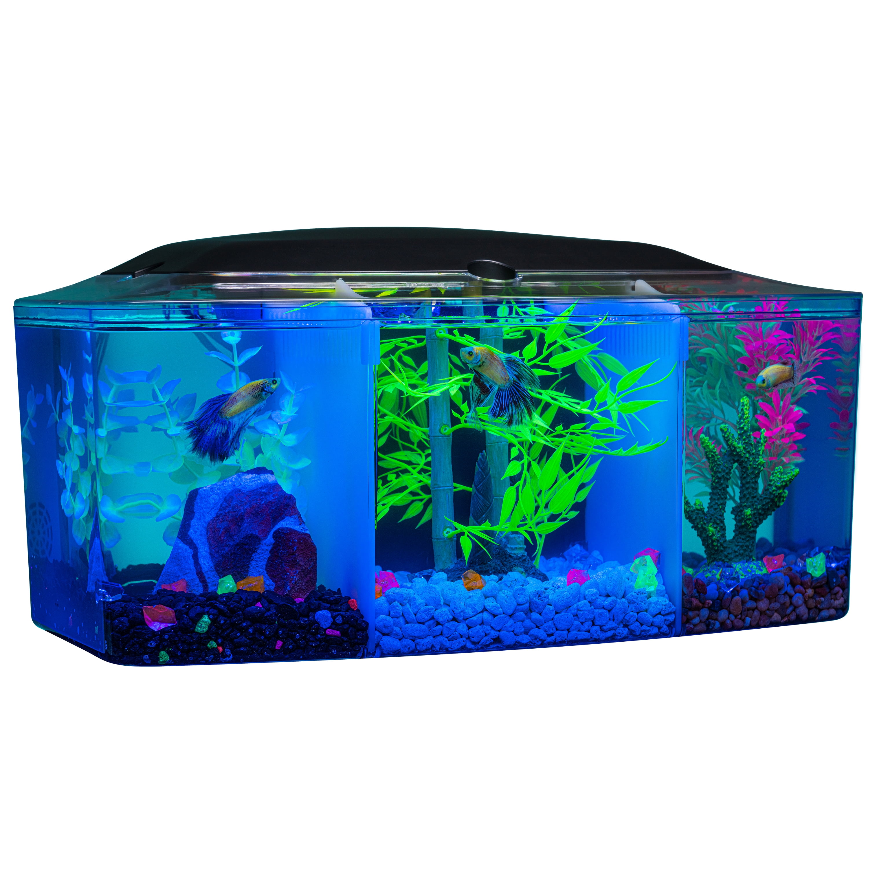 GloFish Betta Trilogy Aquarium, 3 Gallons, Includes LED Lights and