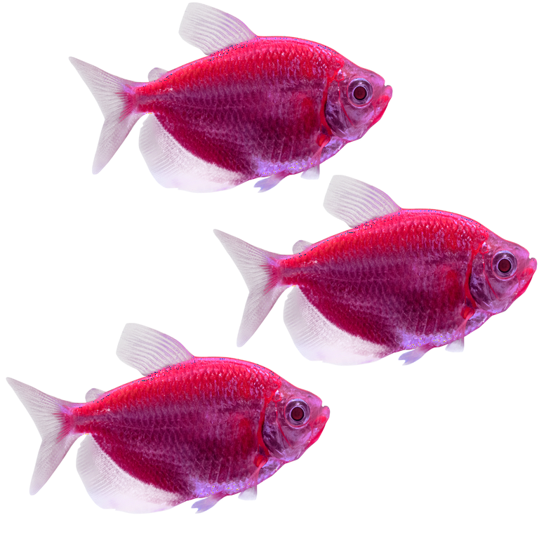 Live top glofish walmart