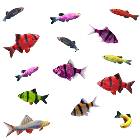 GloFish® 20G Active Tiger Barb-Danio-Shark 14ct Live Fish Assortment
