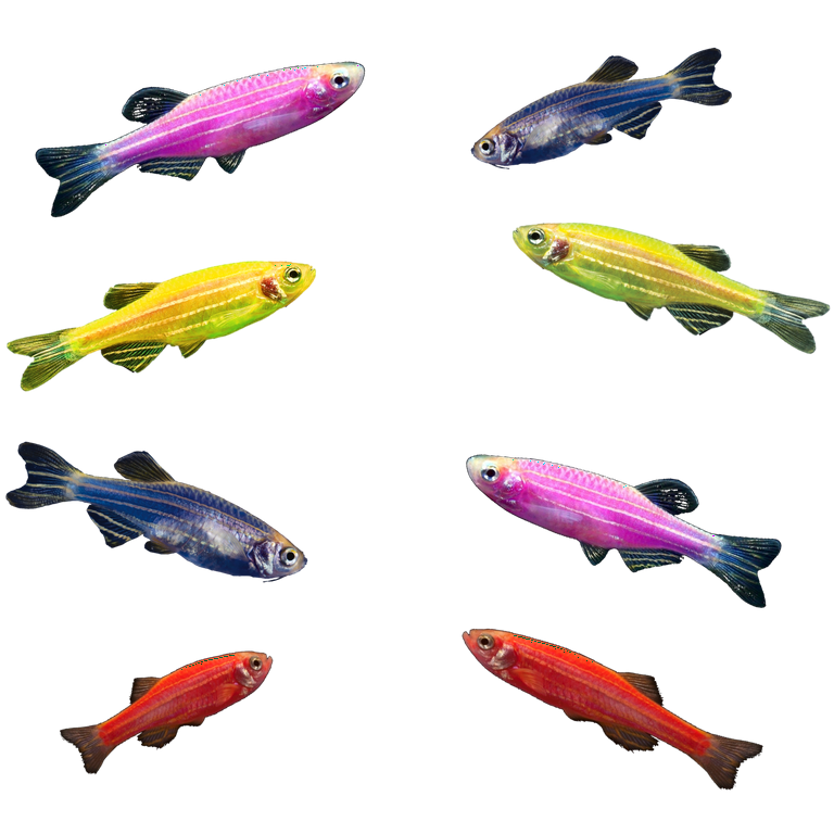 GloFish® Danio 8ct Live Fish Assortment 