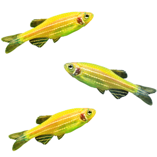 Live fish at walmart discount