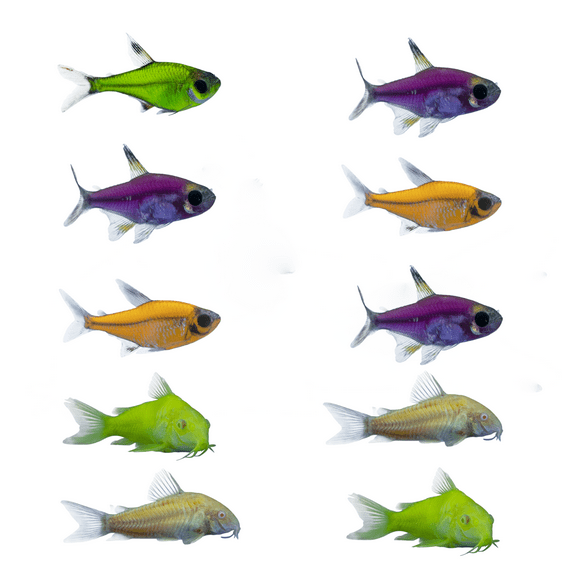 GloFish Pristella Tetra-Cory 10ct Live Fish Assortment