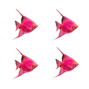 GloFish&reg; Starfire Red&reg; Angelfish 4 ct