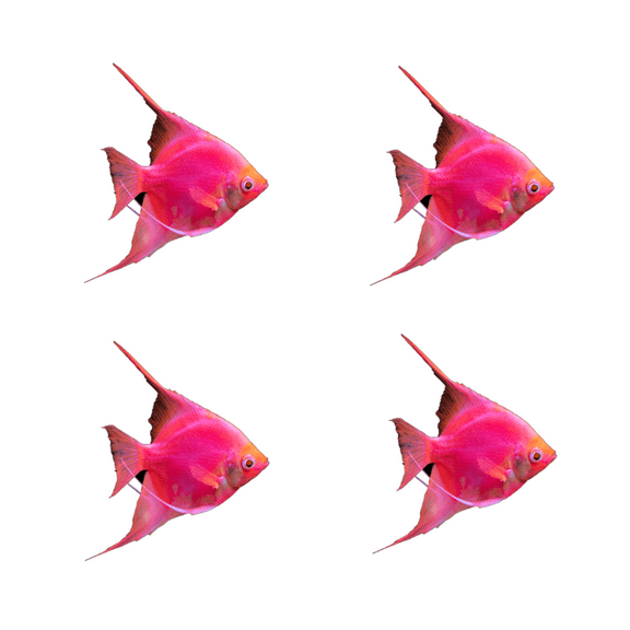 GloFish Starfire Red Angelfish (4 ct)