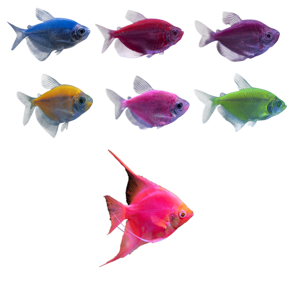 GloFish Starfire Red Angelfish and Tetra Combo