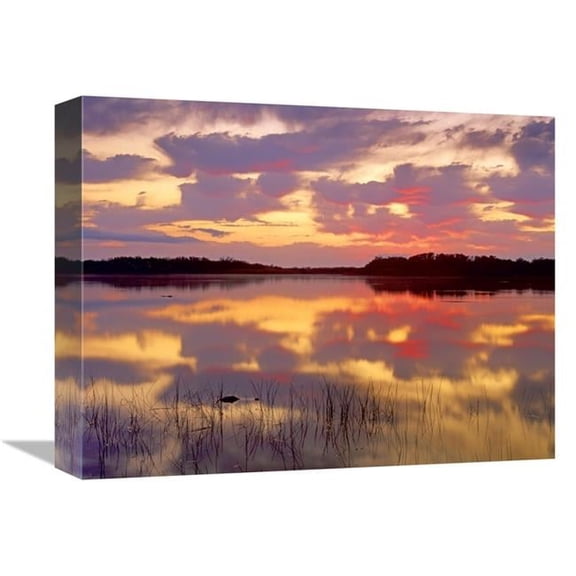Global Gallery 12 x 16 in. American Alligator Surfacing in Nine Mile Pond at Sunrise - Everglades National Park - Florida Art Print - Tim Fitzharris
