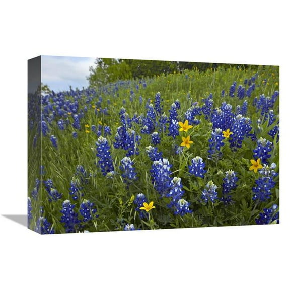Global Gallery 12 x 16 in. Bluebonnet & Texas Yellowstar Meadow - Cedar Hill State Park - Texas Art Print - Tim Fitzharris