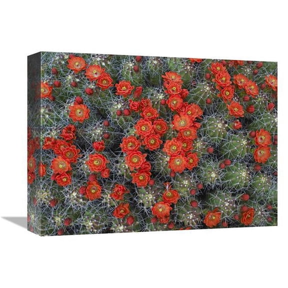 Global Gallery  12 x 16 in. Claret Cup Cactus Detail of Flowers in Bloom - North America Art Print - Tim Fitzharris