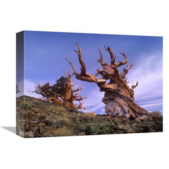 Global Gallery 12 x 16 in. Foxtail Pine Ancient Trees at Schulman Grove - White Mountains - Inyo National Forest - California Art Print - Tim Fitzharris