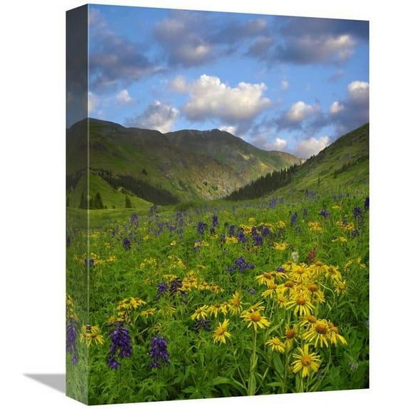 Global Gallery 12 x 16 in. Orange Sneezeweed & Delphinium in American Basin - Colorado Art Print - Tim Fitzharris