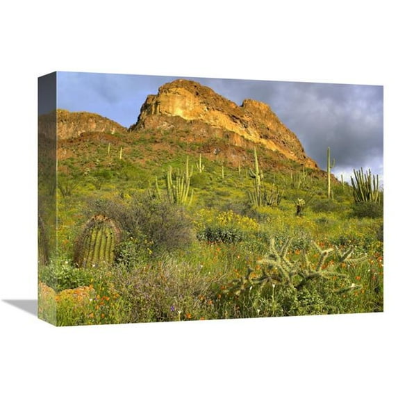 Global Gallery 12 x 16 in. Organ Pipe Cactus Organ Pipe Cactus National Monument - Sonoran Desert - Arizona Art Print - Tim Fitzharris