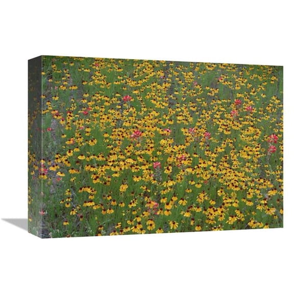 Global Gallery  12 x 16 in. Paintbrush & Coreopsis Meadow - Hill Country - Texas Art Print - Tim Fitzharris