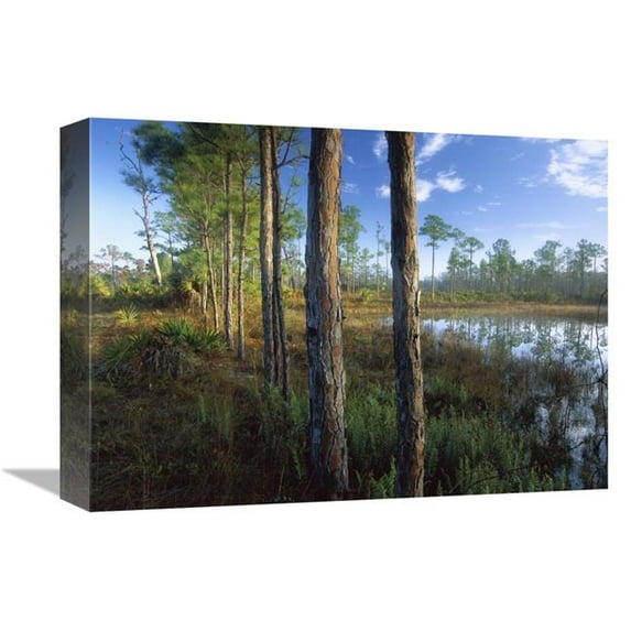 Global Gallery 12 x 16 in. Pond Near the Loxahatchee River - Jonathan Dickinson State Park - Florida Art Print - Tim Fitzharris