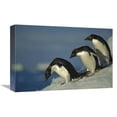 thumbnail image 1 of Global Gallery  12 x 18 in. Adelie Penguin Commuting to Sea Over Ice Apron - Cape Hallet - Ross Sea - Antarctica Art Print - Tui De Roy, 1 of 1
