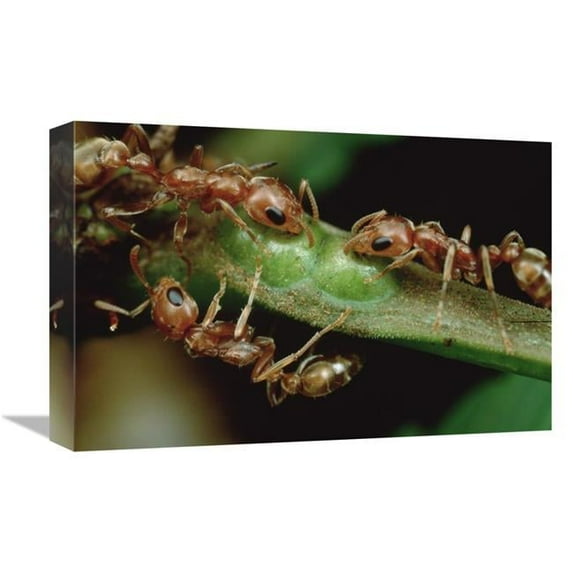 Global Gallery 12 x 18 in. Anta Drink Nectar From Whistling Thorn Acacia Tree - Costa Rica Art Print - Mark Moffett