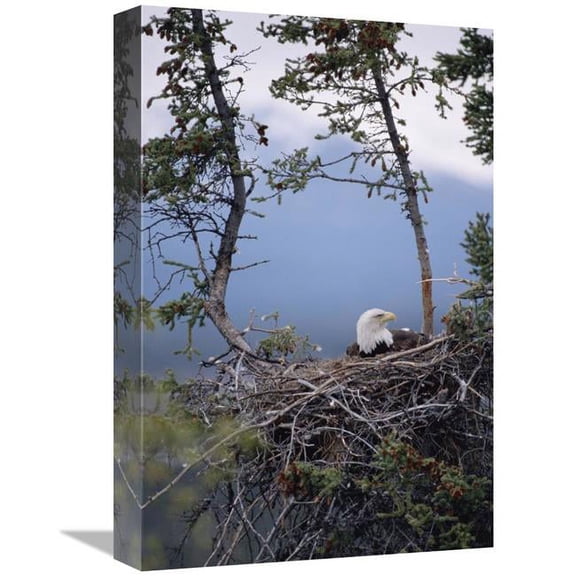 Global Gallery 12 x 18 in. Bald Eagle on Nest - Alaska Art Print - Michael Quinton
