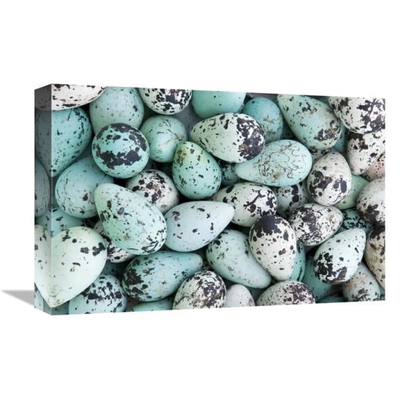 Global Gallery 12 x 18 in. Bird Egg Tableau Art Print - Jan Vermeer