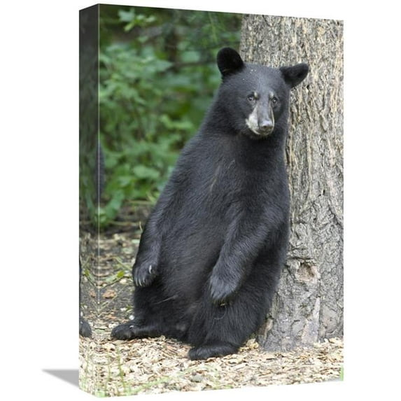 Global Gallery 12 x 18 in. Black Bear Cub Leaning Against Tree - Orr - Minnesota Art Print - Matthias Breiter