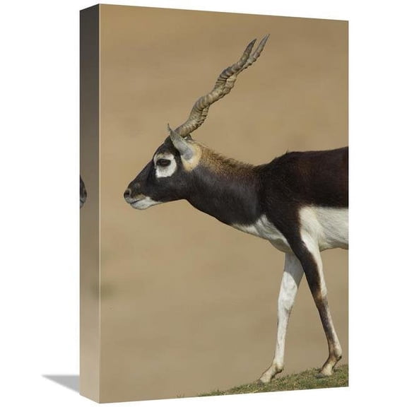 Global Gallery 12 x 18 in. Blackbuck Adult - Native to India Art Print - San Diego Zoo