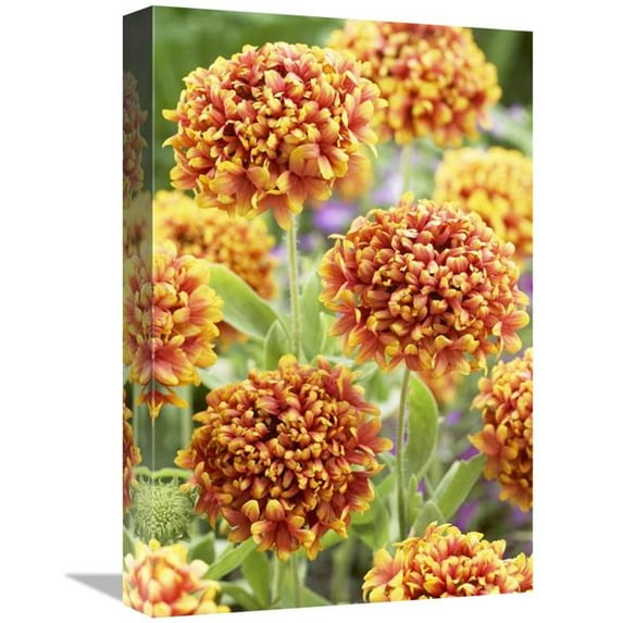 Global Gallery 12 x 18 in. Blanketflower Dakota Reveille Variety Flowers Art Print - Visionspictures