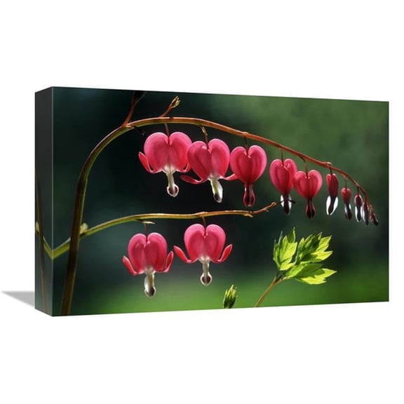 Global Gallery 12 x 18 in. Bleeding Heart Flowers Art Print - Jef Meul