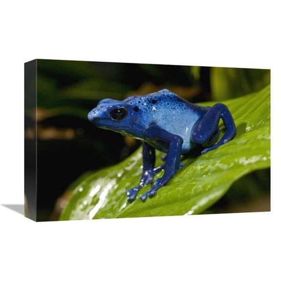 Global Gallery  12 x 18 in. Blue Poison Dart Frog Very Tiny Poisonous Frog - Native to South America Art Print - San Diego Zoo