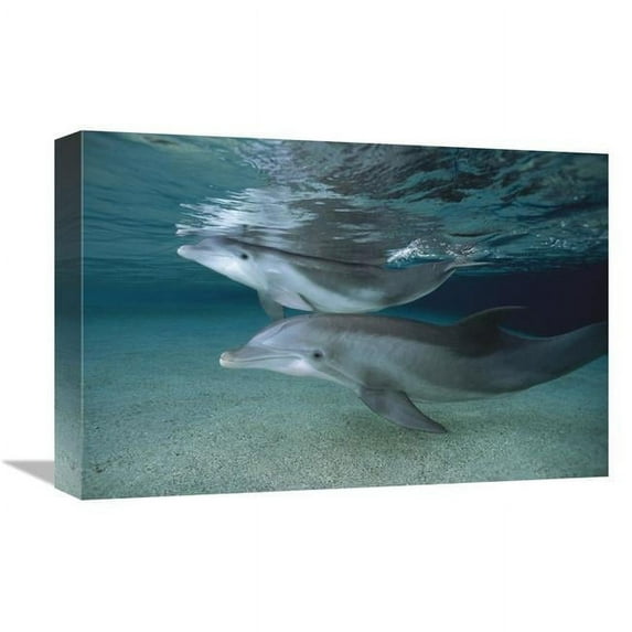 Global Gallery 12 x 18 in. Bottlenose Dolphin Adult & Juvenile Swimming in Shallow Water - Hawaii Art Print - Flip Nicklin