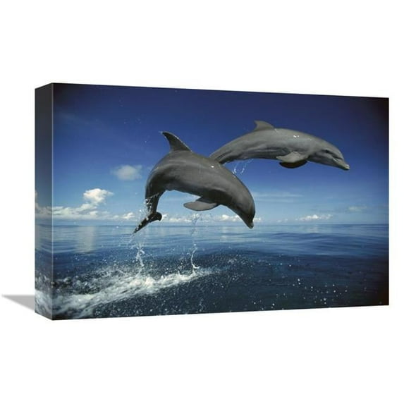 Global Gallery 12 x 18 in. Bottlenose Dolphin Pair - Caribbean Art Print - Konrad Wothe