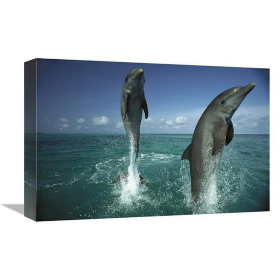 Global Gallery 12 x 18 in. Bottlenose Dolphin Pair Leaping From Water - Caribbean Art Print - Konrad Wothe