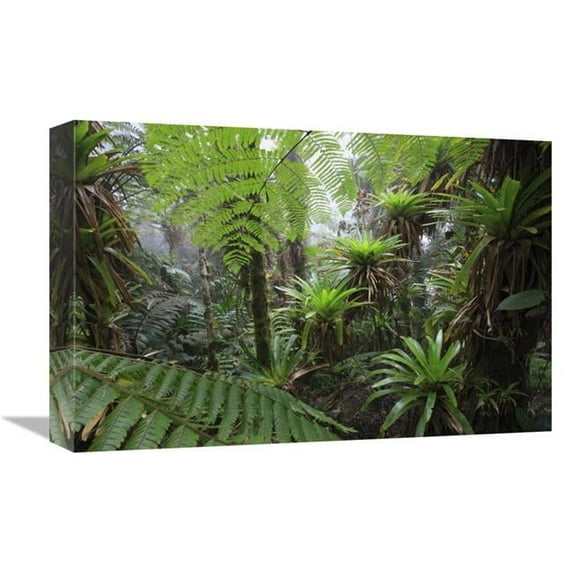 Global Gallery 12 x 18 in. Bromeliad & Tree Fern At 1600 Meters Altitude in Tropical Rainforest - Sierra Nevada De Santa Marta National Park - Colombia Art Print - Cyril Ruoso