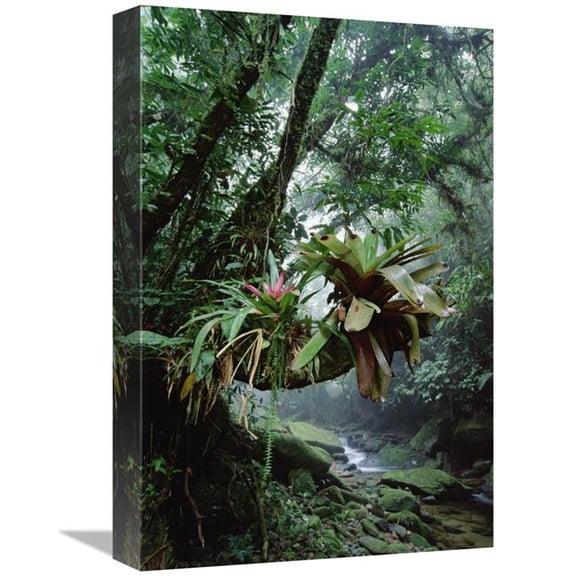 Global Gallery  12 x 18 in. Bromeliads Growing in Trees Along Stream in Bocaina National Park - Atlantic Forest - Brazil Art Print - Tui De Roy