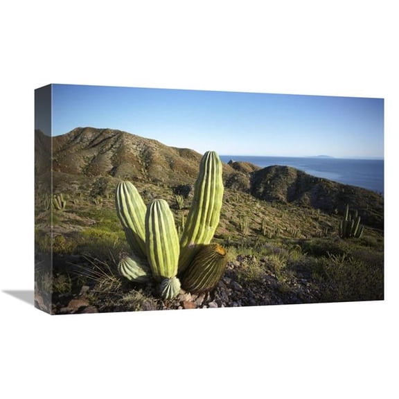 Global Gallery 12 x 18 in. Cardon Cactus in Dry Arroyo - Sea of Cortez - Baja California - Mexico Art Print - Tui De Roy