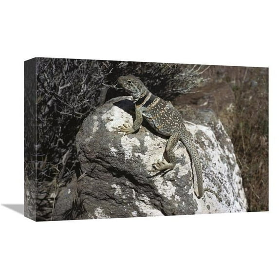 Global Gallery 12 x 18 in. Collared Lizard Sunning Itself on A Rock - Mojave Desert - California Art Print - Larry Minden