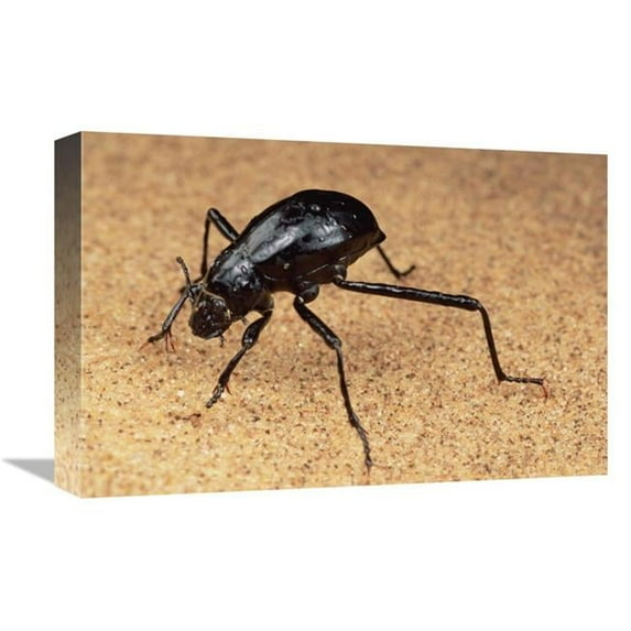 Global Gallery 12 x 18 in. Darkling Beetle Bends Down to Drink Dew Collected on Its Back - Namib Desert Art Print - Mark Moffett