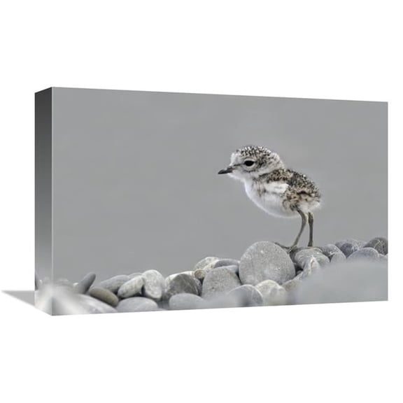 Global Gallery 12 x 18 in. Double-Banded Plover Newly Hatched Chick - Lake Ellesmere - New Zealand Art Print - Jonathan Harrod