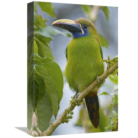 Global Gallery 12 x 18 in. Emerald Toucanet - Costa Rica Art Print - Steve Gettle