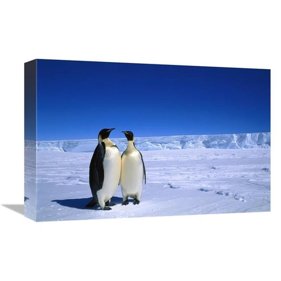 Global Gallery 12 x 18 in. Emperor Penguin Pair - Flutter Ep Rookery - Cape Darnley - Australian Antarctic Territory - Antarctica Art Print - Pete Oxford