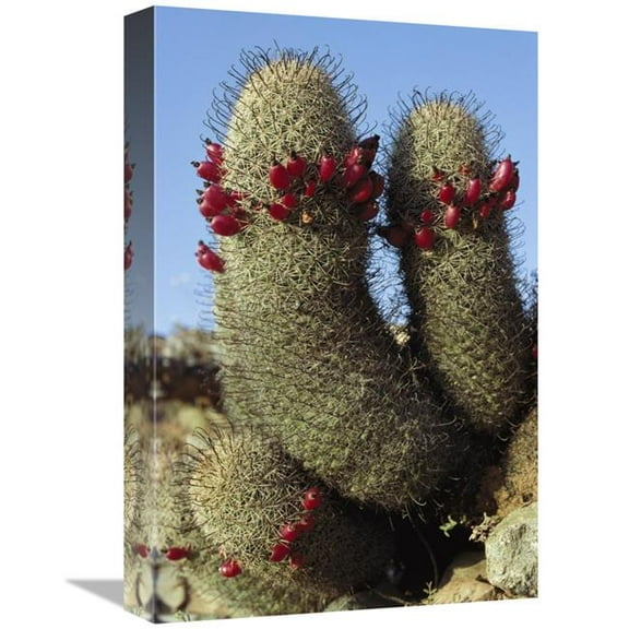 Global Gallery  12 x 18 in. Fishhook Cactus in Bloom - Santa Catalina Island - Sea of Cortez - Baja California - Mexico Art Print - Tui De Roy
