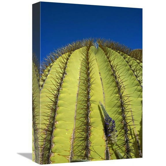 Global Gallery 12 x 18 in. Giant Barrel Cactus Detail of Spines - Santa Catalina Island - Sea of Cortez - Baja California - Mexico Art Print - Tui De Roy