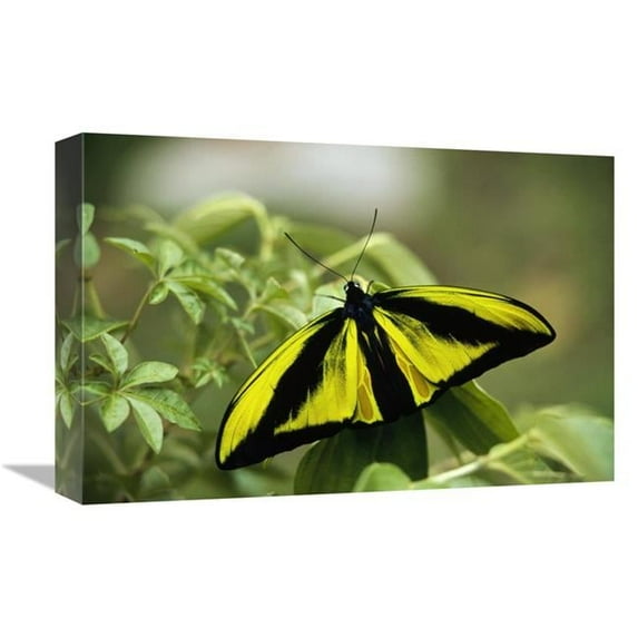 Global Gallery 12 x 18 in. Goliath Birdwing Butterfly Male - Rare Species - Irian Jaya - Indonesia Art Print - Konrad Wothe