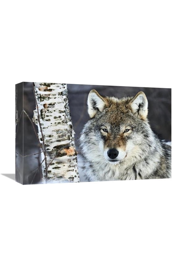 12 x 18 in. Gray Wolf Portrait - Norway Art Print - Jasper Doest