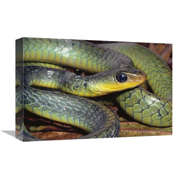 Global Gallery 12 x 18 in. Green Racer Close-Up - Cloud Forest Ecosystem - Costa Rica Art Print - Michael & Patricia Fogden