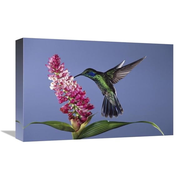 Global Gallery  12 x 18 in. Green Violet-Ear Feeding - Pollinating Epiphytic Orchid Flower - Cloud Forest Ecosystem - Costa Rica Art Print - Michael & Patricia Fogden