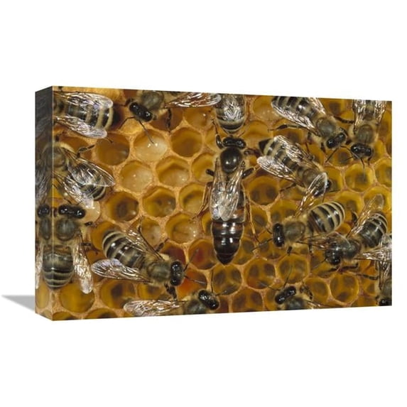Global Gallery 12 x 18 in. Honey Bee Colony & Queen on Honeycomb - North America Art Print - Konrad Wothe